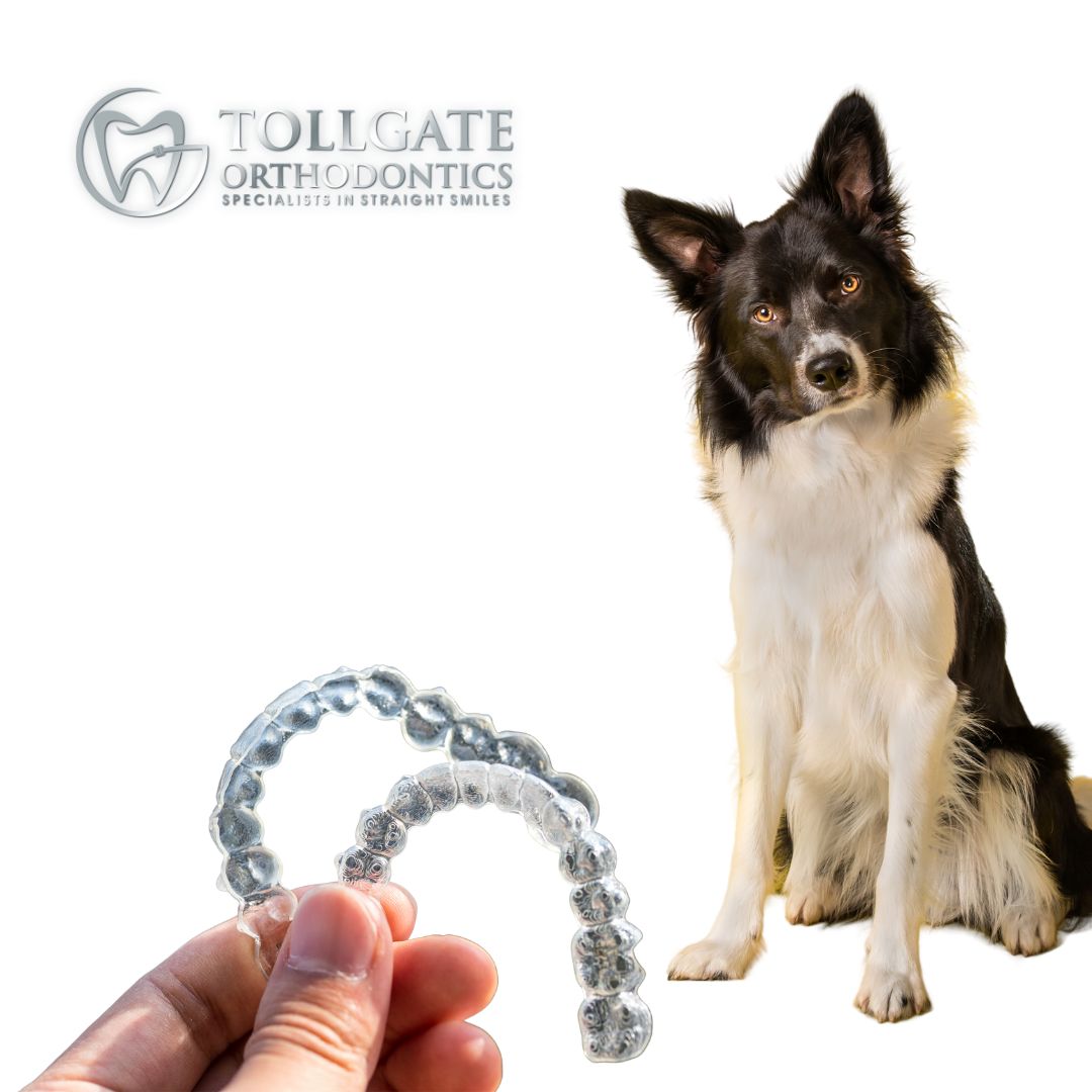 This is the image for the news article titled My Dog Ate My Retainers!